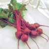 Beets - Early Wonder Tall Top Beets (215 Seeds)