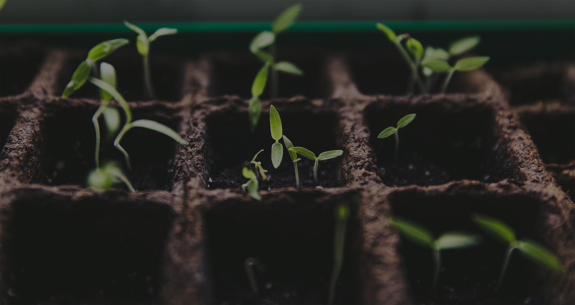 Seedlings emerging from soil, highlighting BlueSky Organics Healthy Soil for Cannabis
