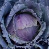Cabbage - Deadon
