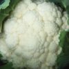 Cauliflower - Shasta