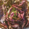 Lettuce - Alkindus Pelleted
