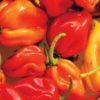 Peppers - Red Habanero