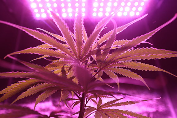 Cannabis plant growing under a purple UV light, highlighting that Zinc helps plants deal with light stress