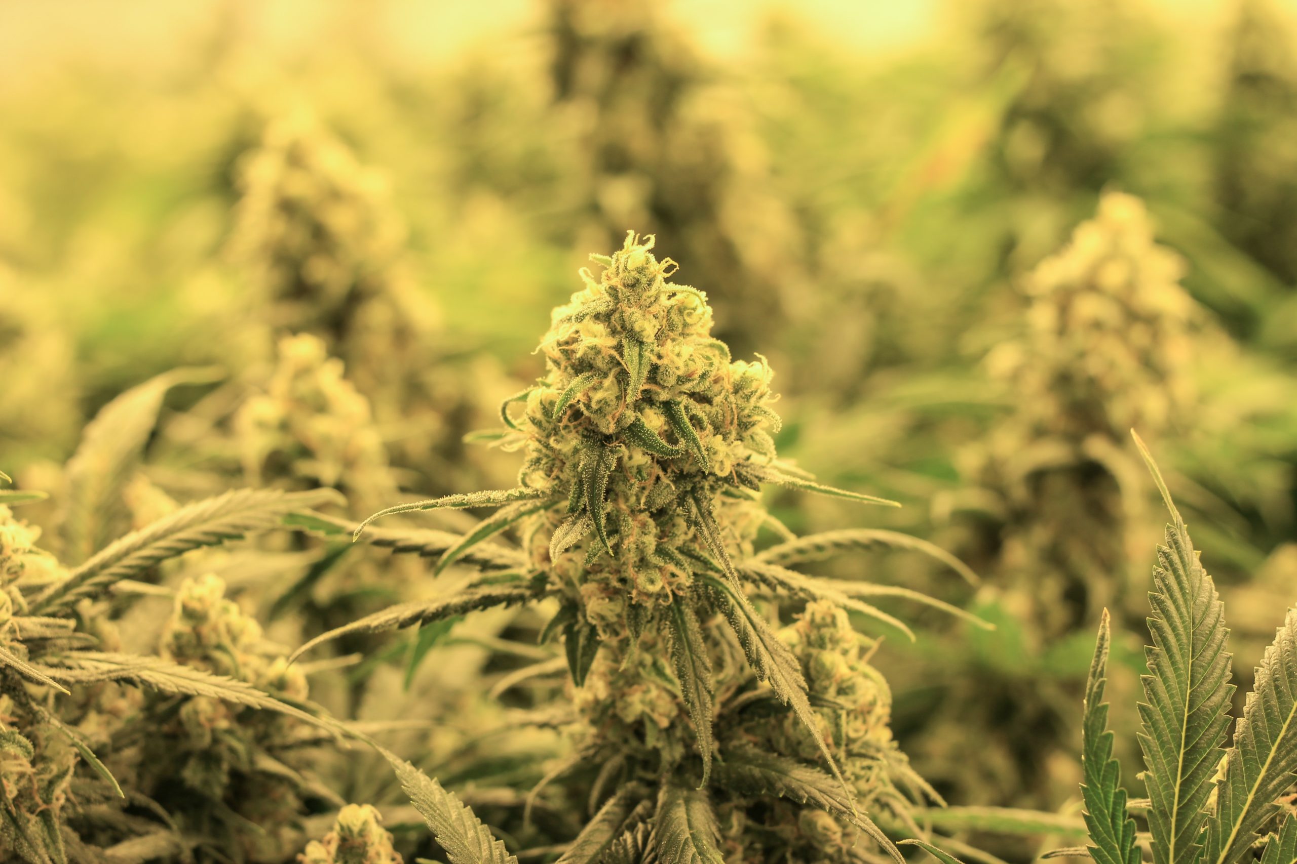 bluesky organics recreational cannabis legalization