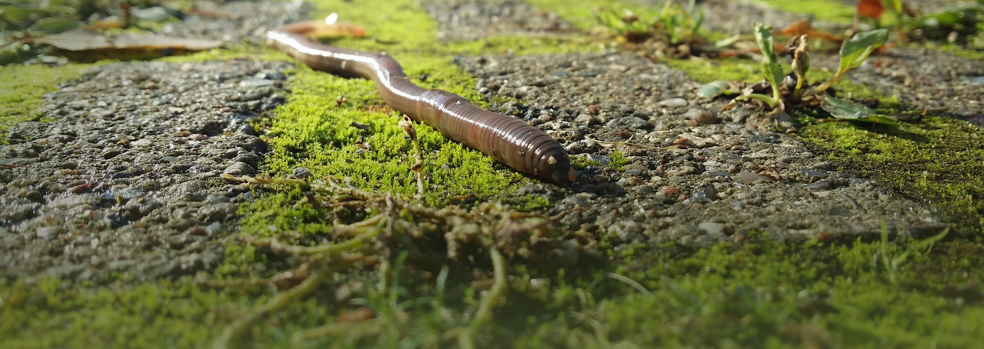earthworm above ground covered in moss as feature image for worm castings article