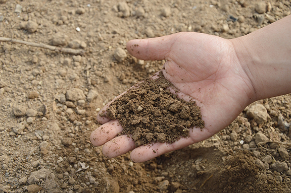 a hand holding soil