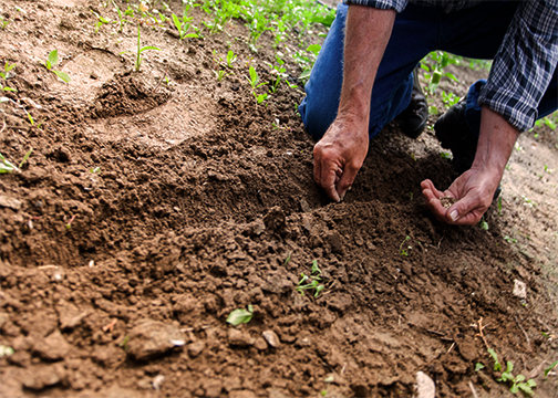 a man hand planting seeds in healthy soil