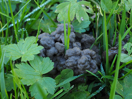 a closeup of a heap of worm castings above ground between clovers and grass
